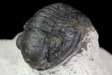 Bargain, Gerastos Trilobite Fossil - Morocco #68661-2